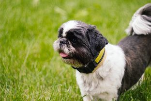 女子称烈性犬扑向自己怀中比熊撕咬致死还咬伤人，起诉邻居索赔18万元，女子被烈性犬咬伤致死，起诉邻居索赔18万元