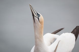 Naming the Birds: A Creative English Translation给小鸟起名英语翻译怎么写