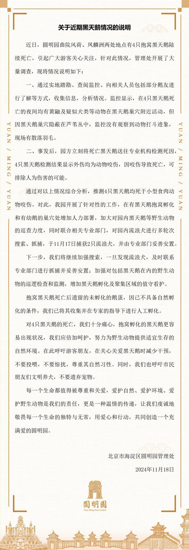 北京圆明园回应4只黑天鹅死亡，推测均死于小型食肉动物咬伤，圆明园4只黑天鹅死亡，推测被咬伤致死