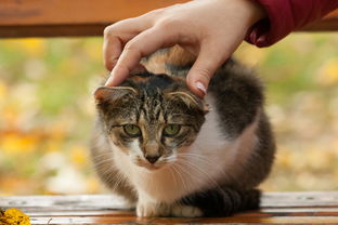 如何给长毛橘子猫起名字长毛橘子猫怎么起名字好