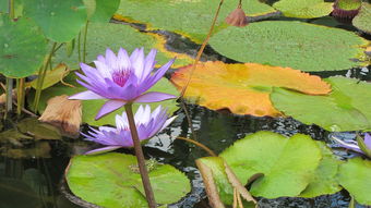 根据莲花起名怎么起名字根据莲花起名怎么起名字好听