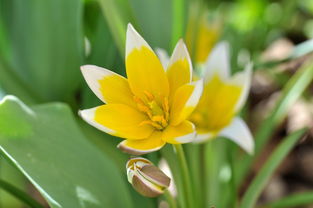 白色莲花灯笼起名字白色莲花灯笼起名字大全