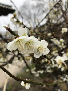 北京市园林局，以“花开北京”为主题，全市推出107处赏花片区，花开北京，全市推出107处赏花片区