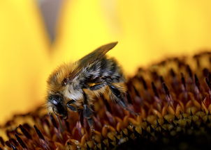 加菲猫影视旧版本软件描述，加菲猫影视旧版本软件介绍