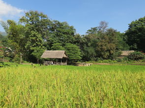 承包农村土地的国家政策青川县自然资源局农村土地承包经营权登记成果数据整合竞争性磋商公告，青川县农村土地承包经营权登记数据整合竞争性磋商公告