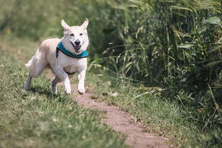 同窝泰迪犬起名字大全同窝泰迪犬起名字大全男